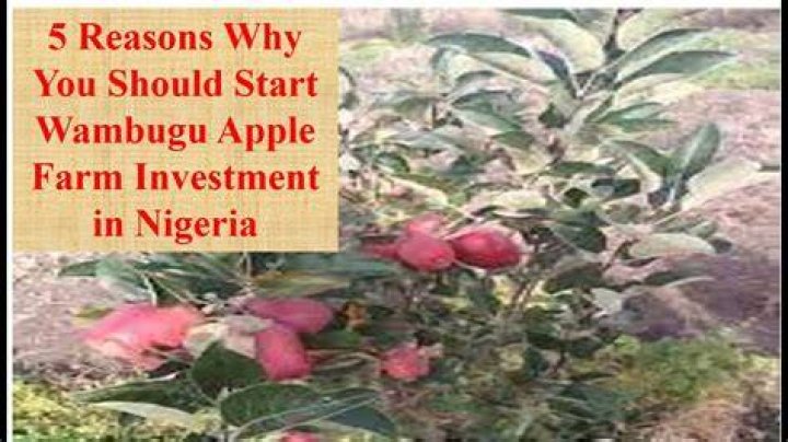Apple Farming in Nigeria