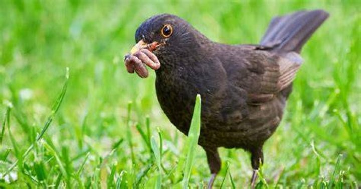 Are birds omnivores