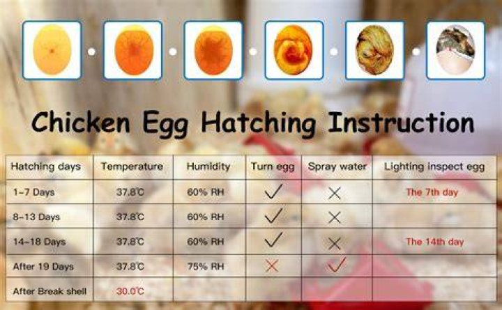 At what temperature do eggs curdle