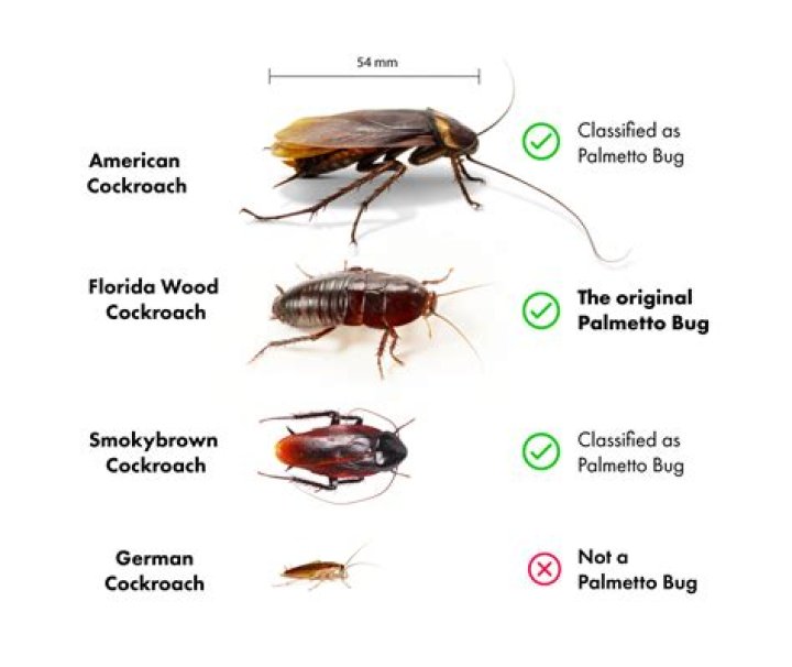 Difference between palmetto bug and cockroach
