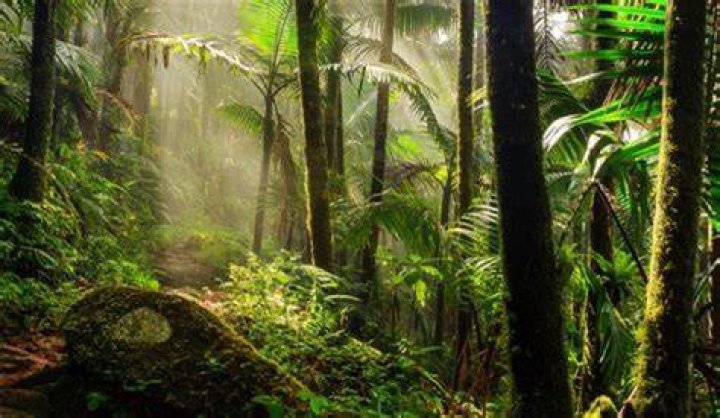 Forrest Sweet’s death — Explaining the mystery surrounding it