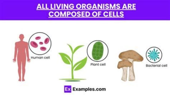 What do you call to an organism that is composed of more than one cell